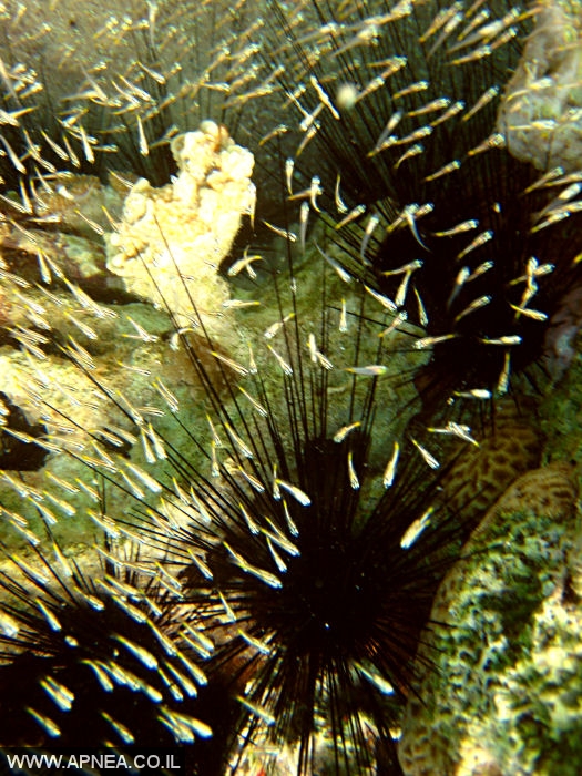    - APNEA -  ,   - 008