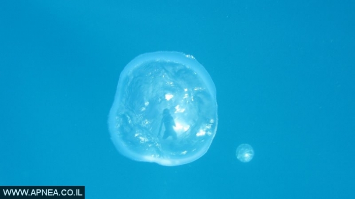    Utila- - 008