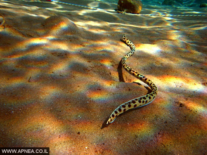    3  - APNEA -  , ,   - 024