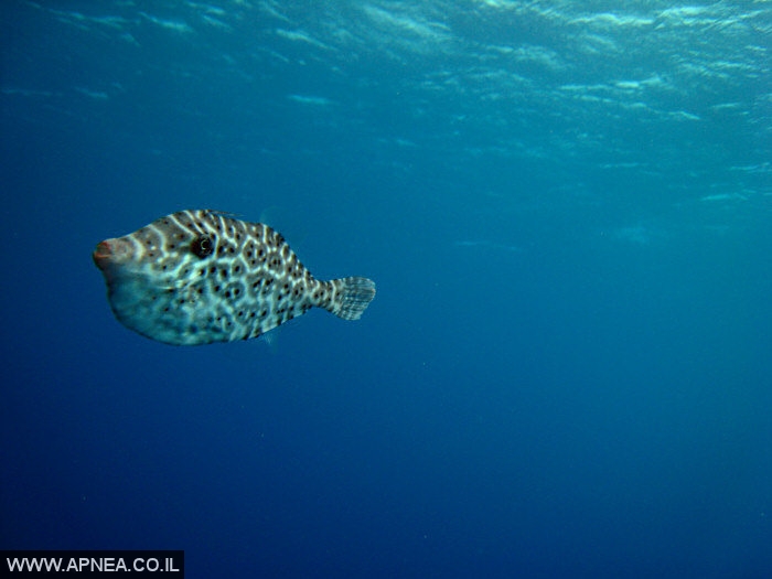    3  - APNEA -  , ,   - 009