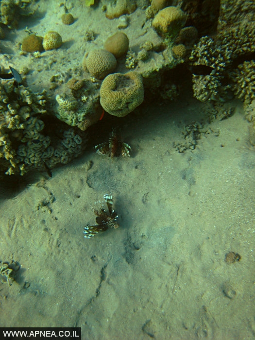    2  - APNEA -  , ,   - 013