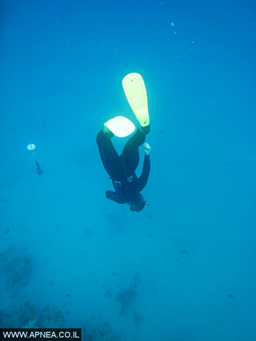    - APNEA -  , , ,   - 002