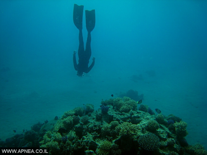   - APNEA -  , , ,   - 025