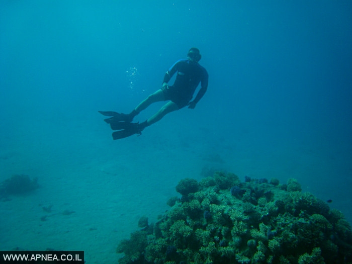    - APNEA -  , , ,   - 015