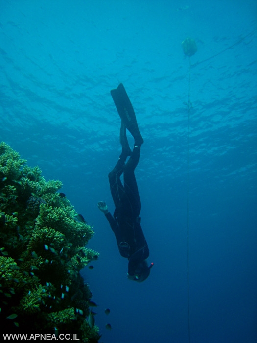    - APNEA -  ,   - 005