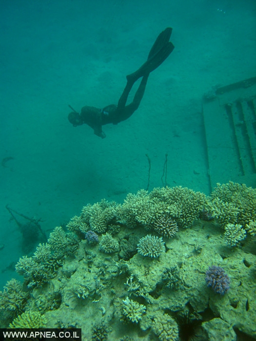    - APNEA - , , ,   - 023