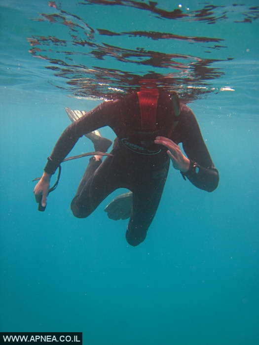    - APNEA - , , ,   - 008