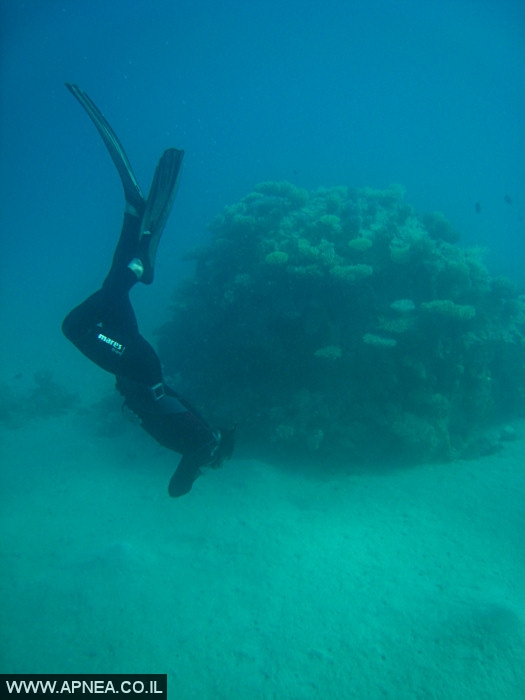    - APNEA -  , , , ,   - 012