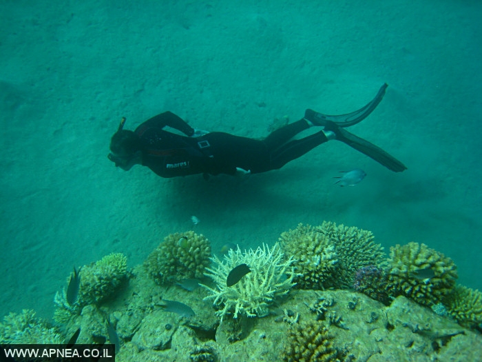    - APNEA -  , , , ,   - 001