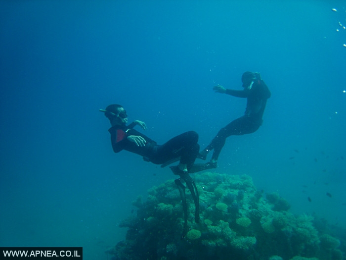    - APNEA -  , , , ,   - 014