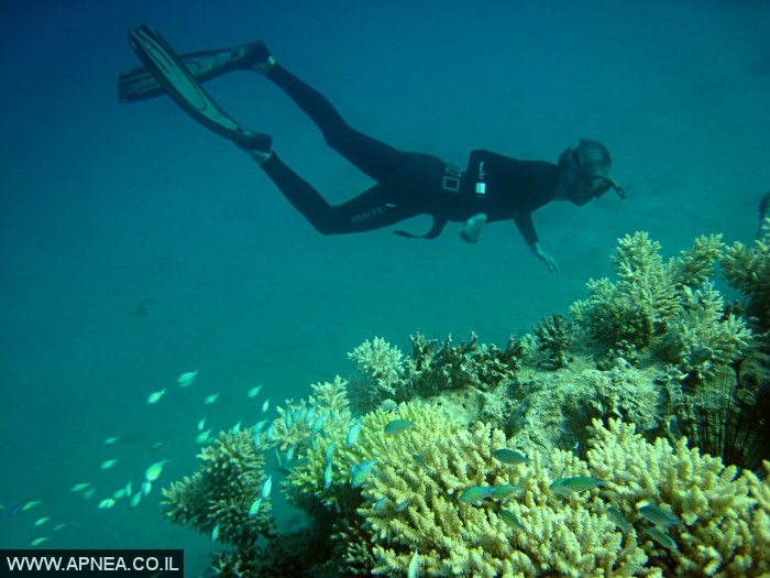    - APNEA -  , , , ,   - 003