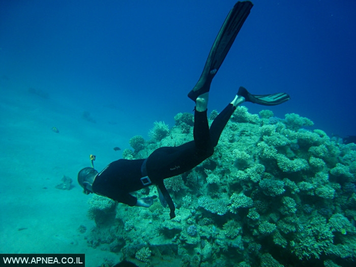    - APNEA -  , , , ,   - 024