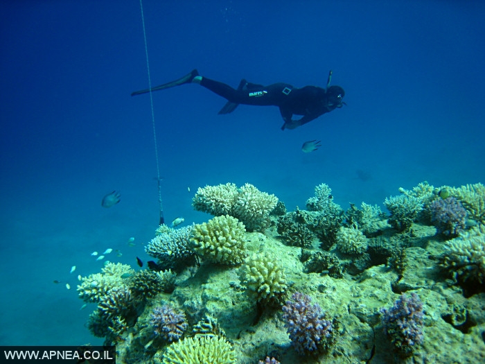    - APNEA -  , , , ,   - 001