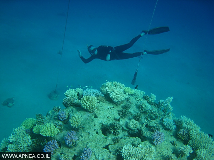    - APNEA -  , , , ,   - 005