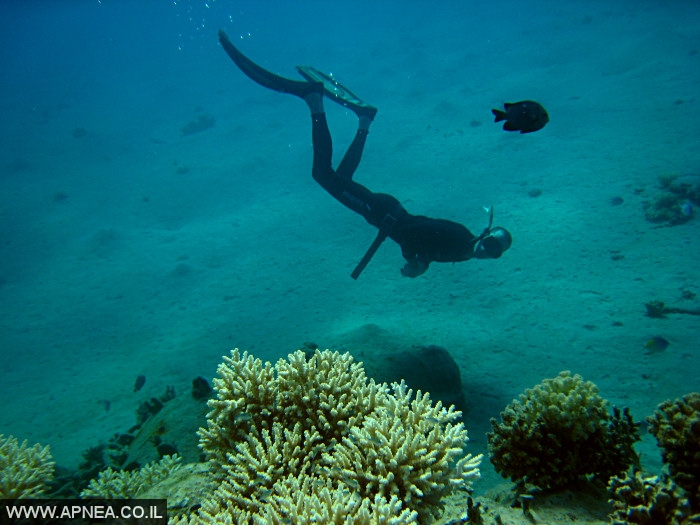    - APNEA -  , , , ,   - 011