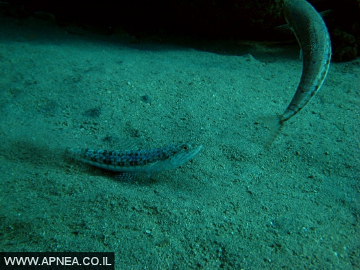    - APNEA -  , , , ,   - 012