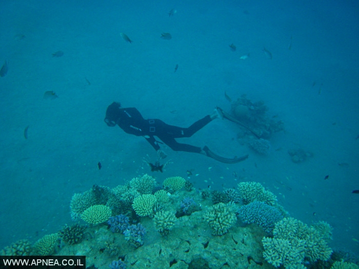    - APNEA -  , , , ,   - 008