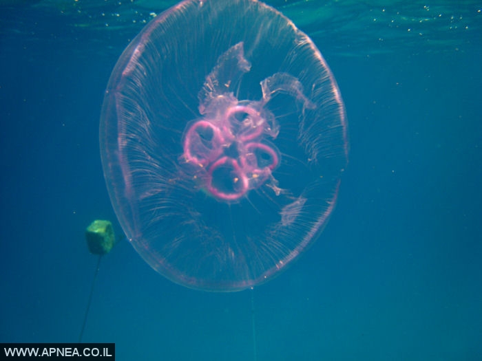    - APNEA -  , , ,   - 003