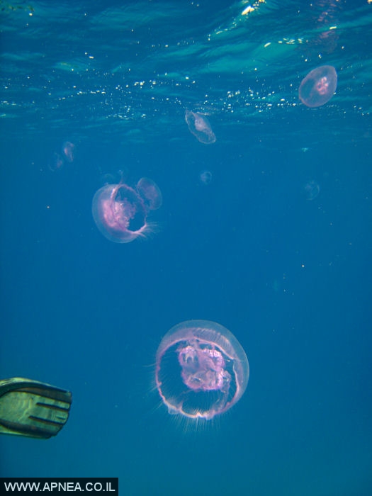    - APNEA -  , , ,   - 014