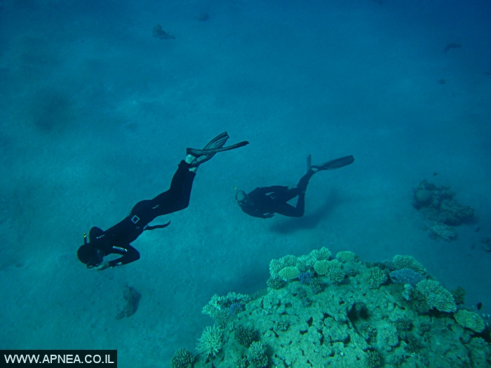    - APNEA -  , , , ,   - 002