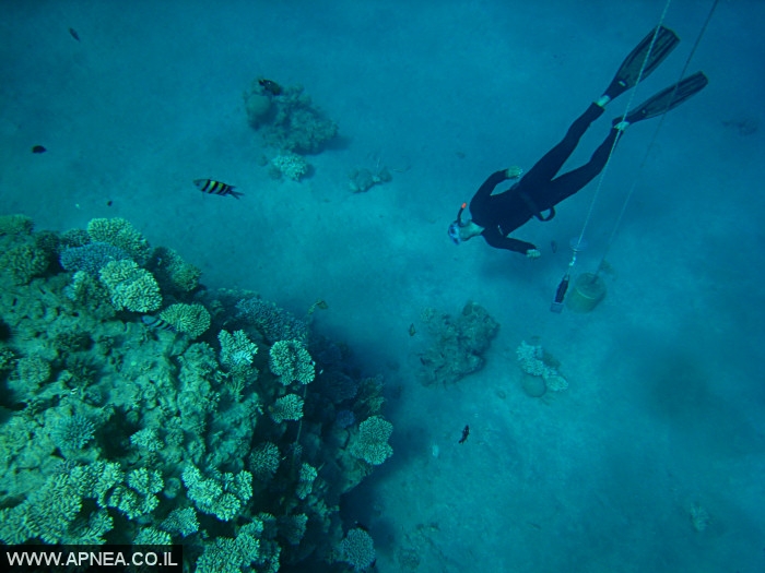    - APNEA -  , , , ,   - 011