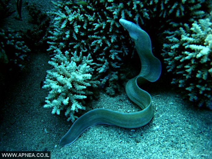    - APNEA -  , , , ,   - 015