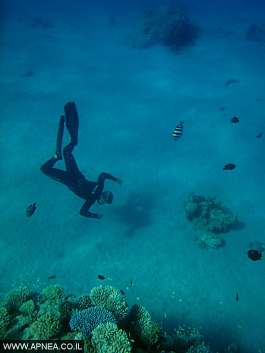   - APNEA -  , , , ,   - 016