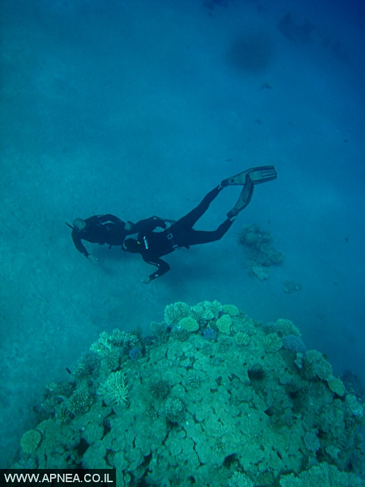    - APNEA -  , , , ,   - 002
