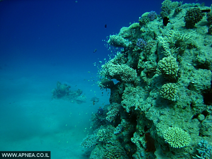    - APNEA -  , , , ,   - 005