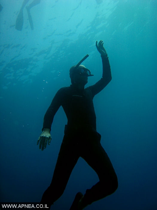    - APNEA -  , ,   - 003