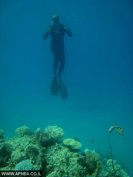    - APNEA -  , ,  - 022