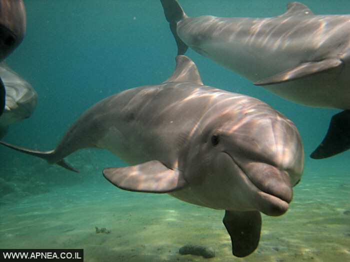 צלילה חופשית בריף הדולפינים באילת - 005