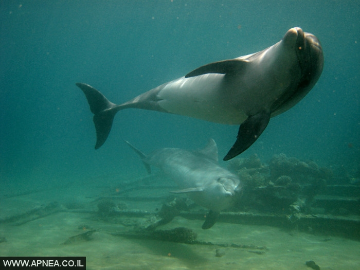צלילה חופשית בריף הדולפינים באילת - 020