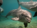 צלילה חופשית בריף הדולפינים באילת - 005