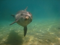 צלילה חופשית בריף הדולפינים באילת - 007