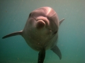 צלילה חופשית בריף הדולפינים באילת - 018