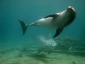צלילה חופשית בריף הדולפינים באילת - 020