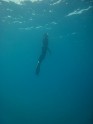    - APNEA -   
