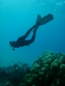    - APNEA -   