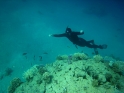    - APNEA -  , , ,   - 021