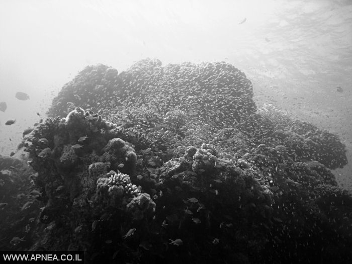  - APNEA -  ,   - 020