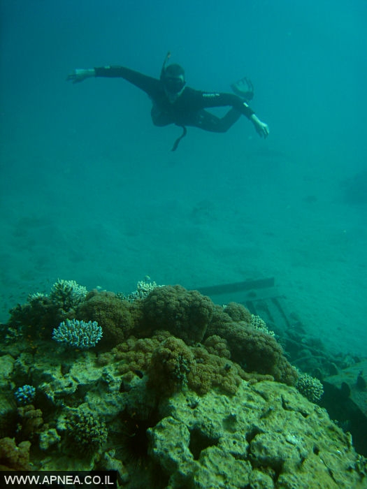    - APNEA -  , , , ,   - 008