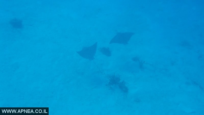 Free Diving in Utila-Honduras - 002