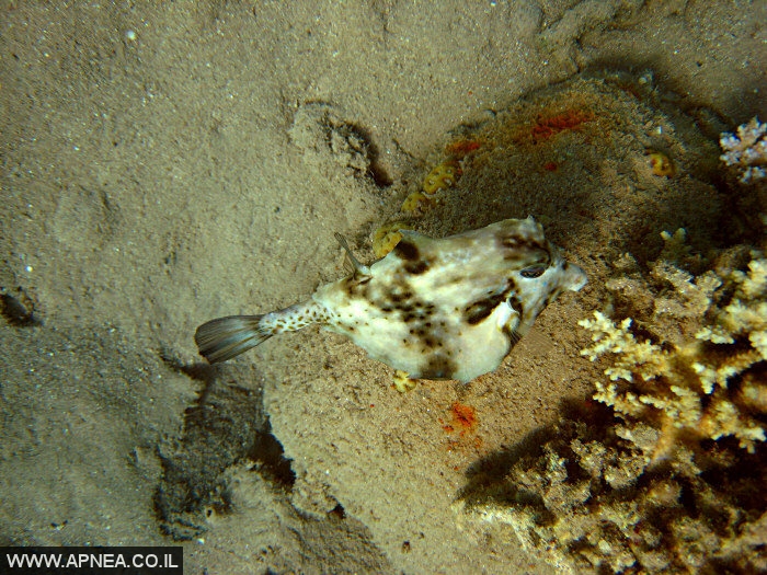    3  - APNEA -  , ,   - 020