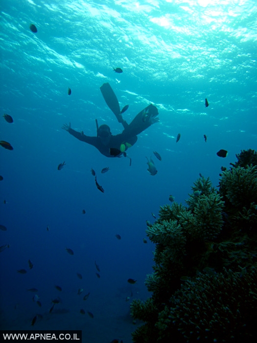    - APNEA -  , , ,   - 011