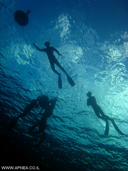    - APNEA -  , , , ,   - 006