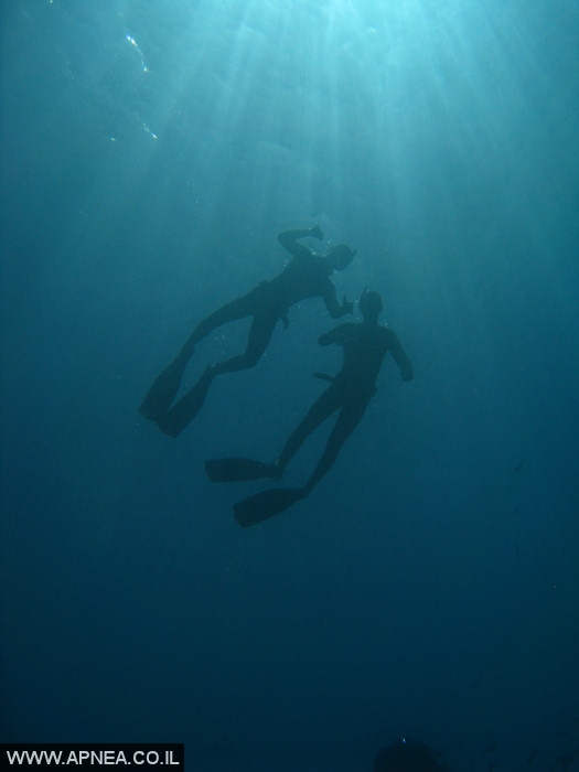    - APNEA -  , , , ,   - 009