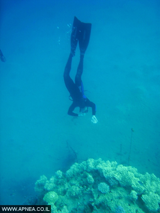    - APNEA -  , ,   - 012
