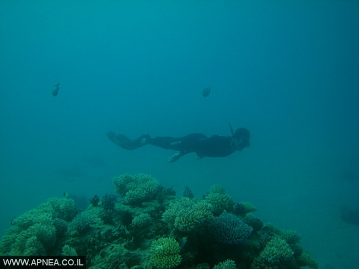    - APNEA -  ,   - 005