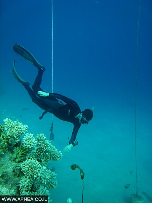    - APNEA -  ,   - 008